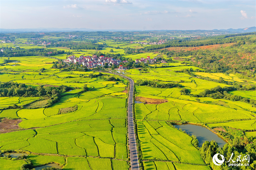 吉安市泰和縣馬市鎮南溪村，農村公路沿線阡陌縱橫、房屋錯落，青山與綠樹交相輝映，處處“豐”景宜人。人民網 朱海鵬攝