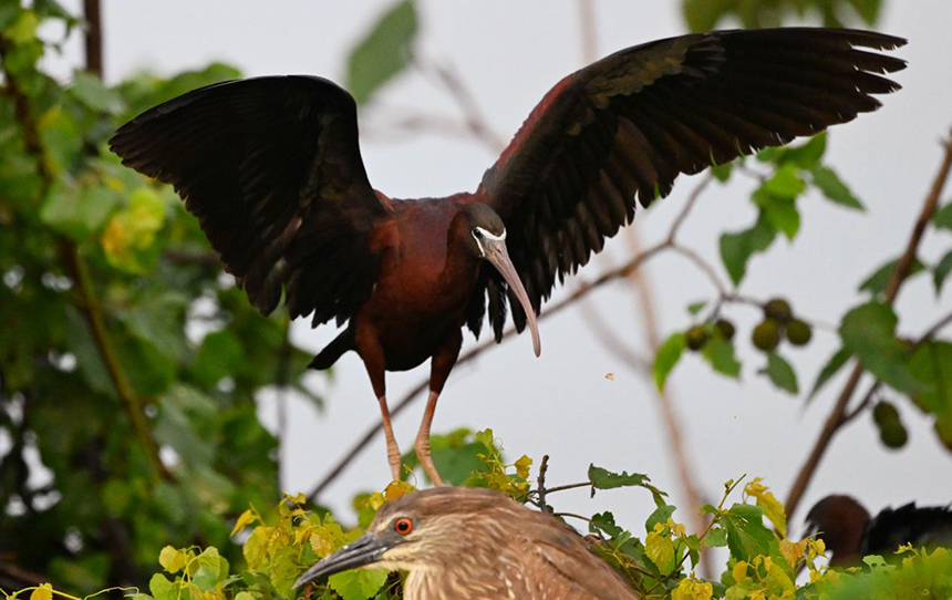 鄱陽湖永修吳城水域拍攝到的彩鹮。 王小龍攝