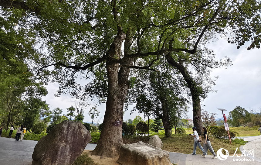 水南古樟林近三千棵古樹參天而立，以蒼勁的古香樟為主，漫步林間，樟香襲人、鳥語蟲鳴，令人心曠神怡。人民網記者 時雨攝