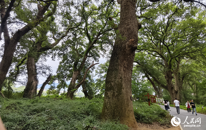 水南古樟林近三千棵古樹參天而立，以蒼勁的古香樟為主，漫步林間，樟香襲人、鳥語蟲鳴，令人心曠神怡。人民網記者 時雨攝