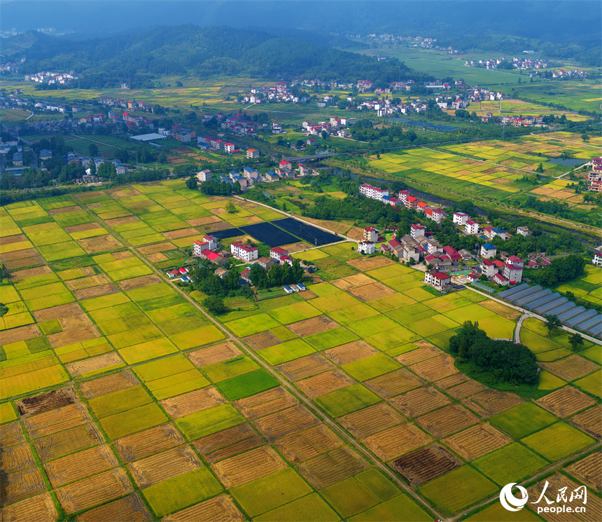 井岡山市廈坪鎮菖蒲村，平整成塊的高標準農田里稻谷金黃，處處豐收美景如畫。人民網 朱海鵬攝