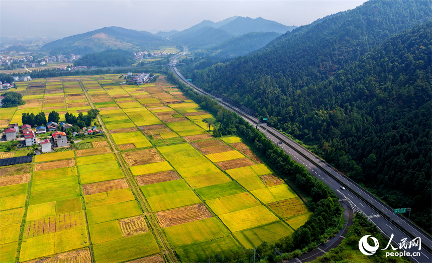 井岡山市廈坪鎮菖蒲村，平整成塊的高標準農田里稻谷金黃，處處豐收美景如畫。人民網 朱海鵬攝