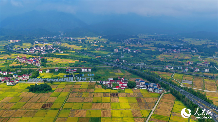 井岡山市廈坪鎮菖蒲村，平整成塊的高標準農田里稻谷金黃，處處豐收美景如畫。人民網 朱海鵬攝