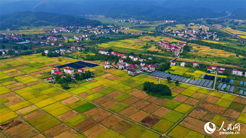 井岡山市廈坪鎮菖蒲村，平整成塊的高標準農田里稻谷金黃，處處豐收美景如畫。人民網 朱海鵬攝