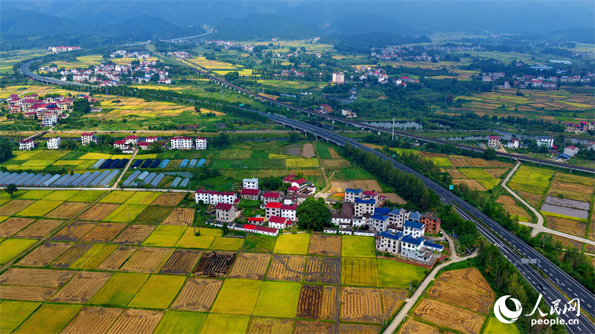 井岡山市廈坪鎮菖蒲村，平整成塊的高標準農田里稻谷金黃，處處豐收美景如畫。人民網 朱海鵬攝