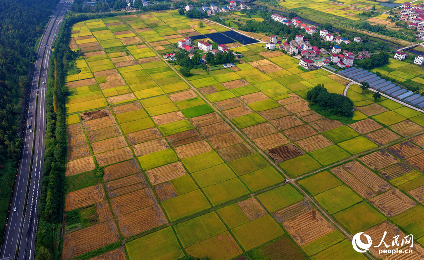 井岡山市廈坪鎮菖蒲村，平整成塊的高標準農田里稻谷金黃，處處豐收美景如畫。人民網 朱海鵬攝