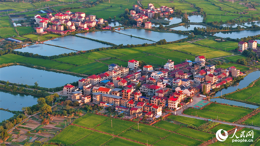 樟樹市大橋街道漁塘村，田園水系環繞，農房錯落有致，秋日鄉村美景怡人。人民網 朱海鵬攝