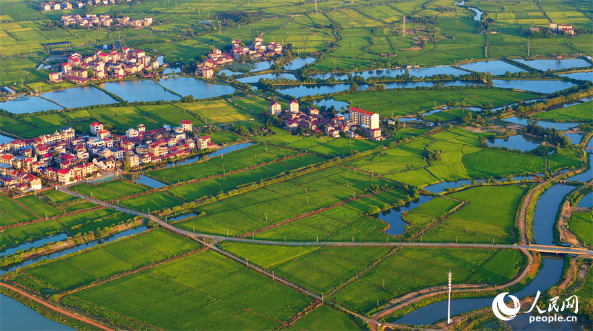 樟樹市大橋街道漁塘村，田園水系環繞，農房錯落有致，秋日鄉村美景怡人。人民網 朱海鵬攝