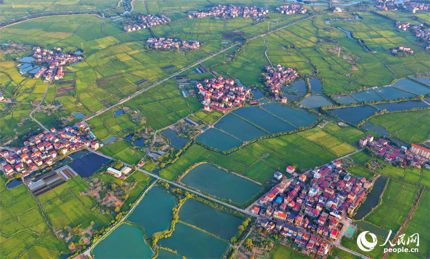 樟樹市大橋街道漁塘村，田園水系環繞，農房錯落有致，秋日鄉村美景怡人。人民網 朱海鵬攝