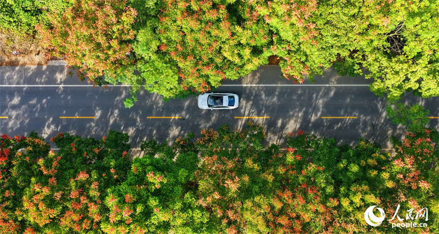 贛州市上猶縣東山鎮廣田村，汽車行駛在農村公路上，公路兩側的欒樹陸續進入盛花期，與村莊、山巒相映成趣。人民網 朱海鵬攝