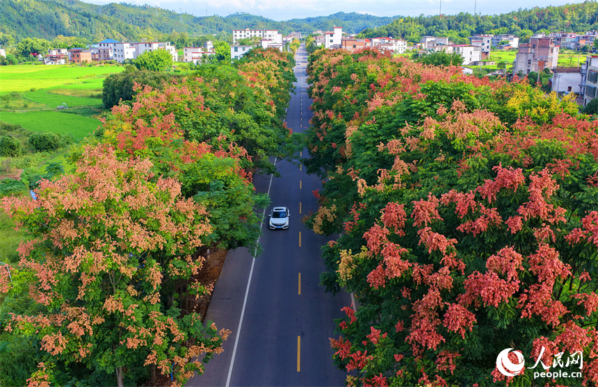 贛州市上猶縣東山鎮廣田村，汽車行駛在農村公路上，公路兩側的欒樹陸續進入盛花期，與村莊、山巒相映成趣。人民網 朱海鵬攝