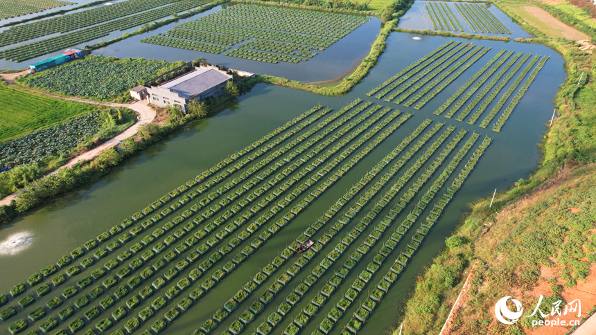 空中俯瞰東方村鱔魚生態養殖基地。人民網記者 毛思遠攝