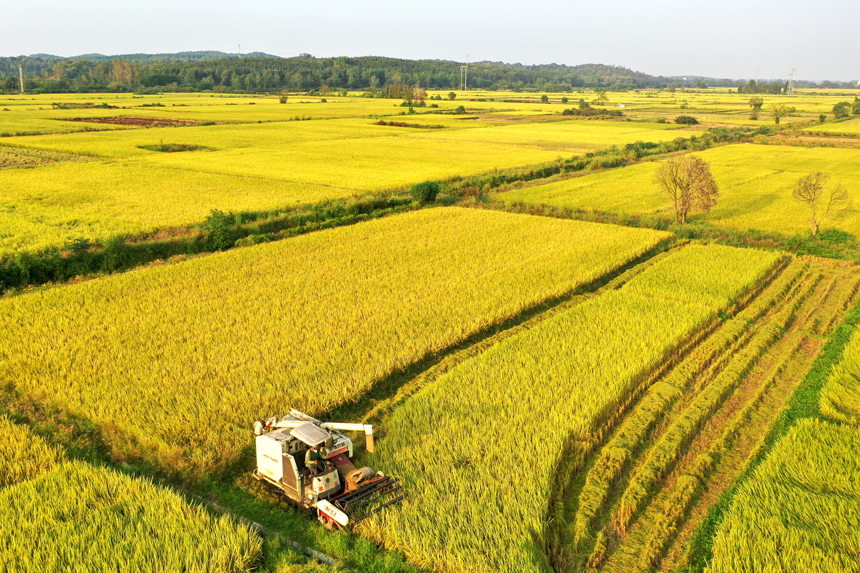 村民正在收割晚稻。陳旗海攝