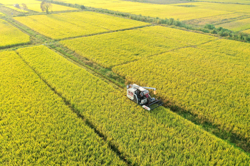 村民正在收割晚稻。陳旗海攝