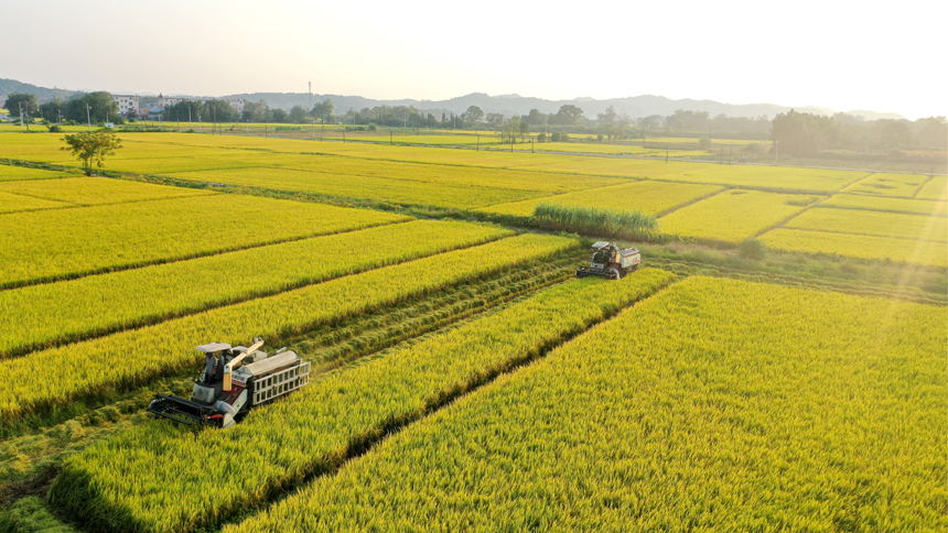 村民正在收割晚稻。陳旗海攝