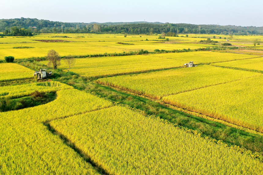 村民正在收割晚稻。陳旗海攝