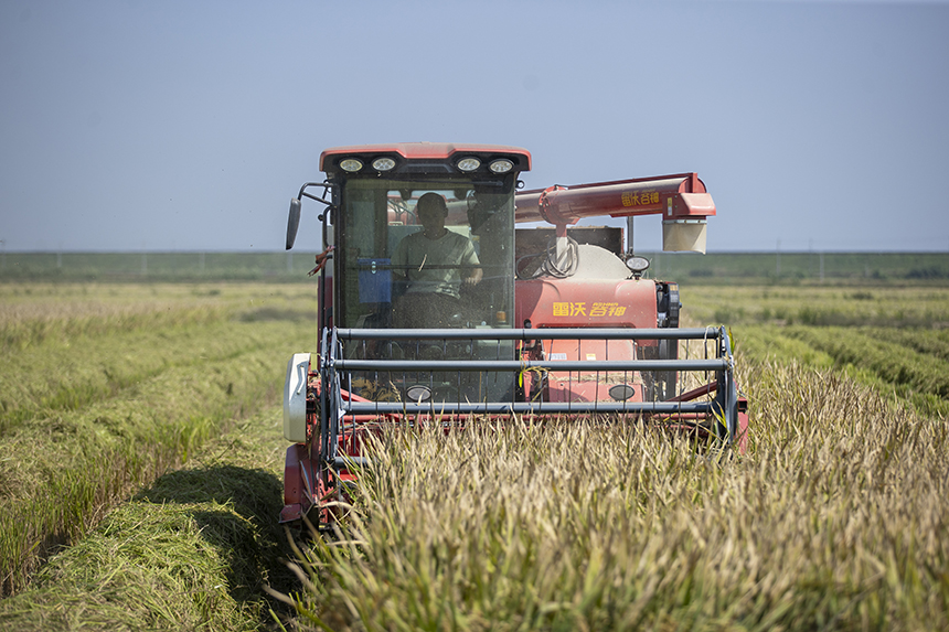當地農戶搶抓晴好天氣收割稻谷，田間地頭一派繁忙的秋收景象。潘成攝