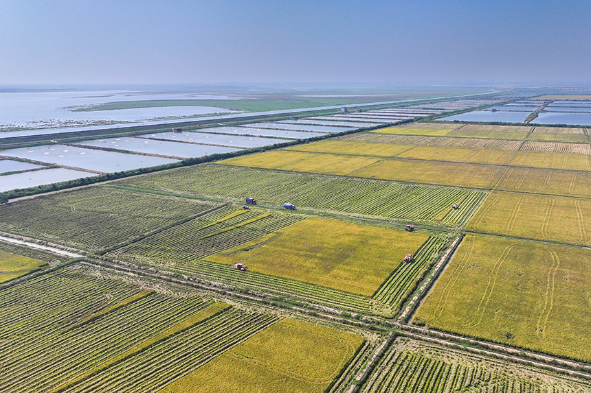 當地農戶搶抓晴好天氣收割稻谷，田間地頭一派繁忙的秋收景象。潘成攝