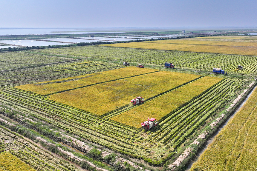 當地農戶搶抓晴好天氣收割稻谷，田間地頭一派繁忙的秋收景象。潘成攝