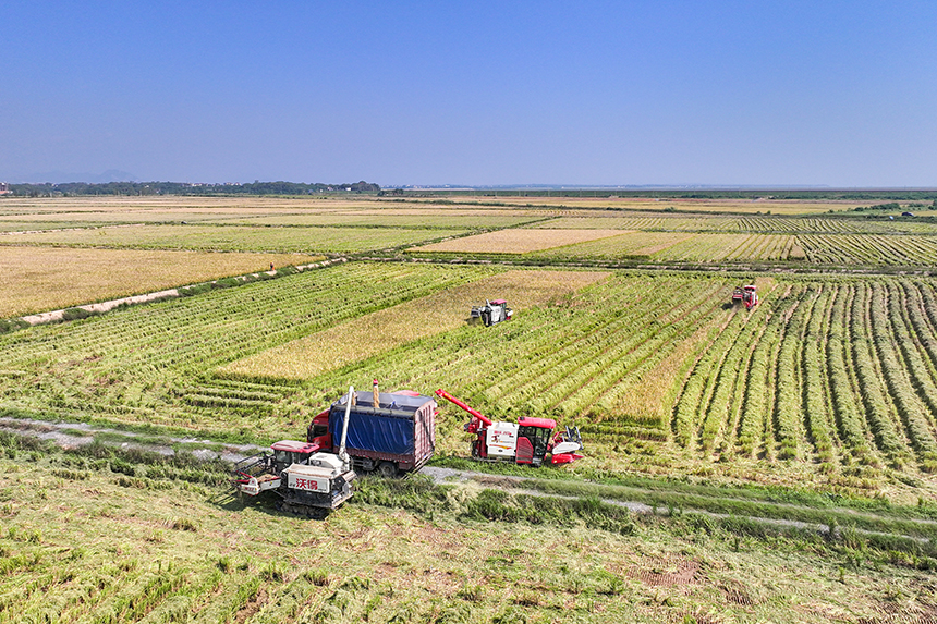 當地農戶搶抓晴好天氣收割稻谷，田間地頭一派繁忙的秋收景象。潘成攝