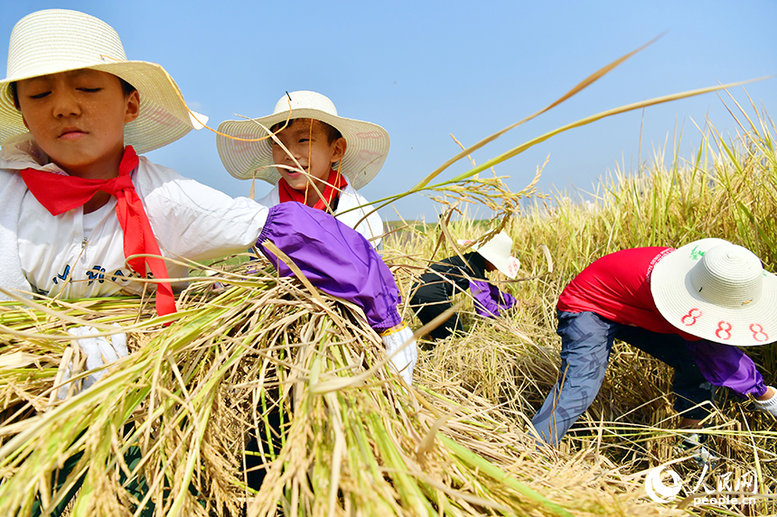 學生們化身“小農夫”，在九洲公園“一畝三分地”的稻田里親身參與秋收。人民網記者 時雨攝