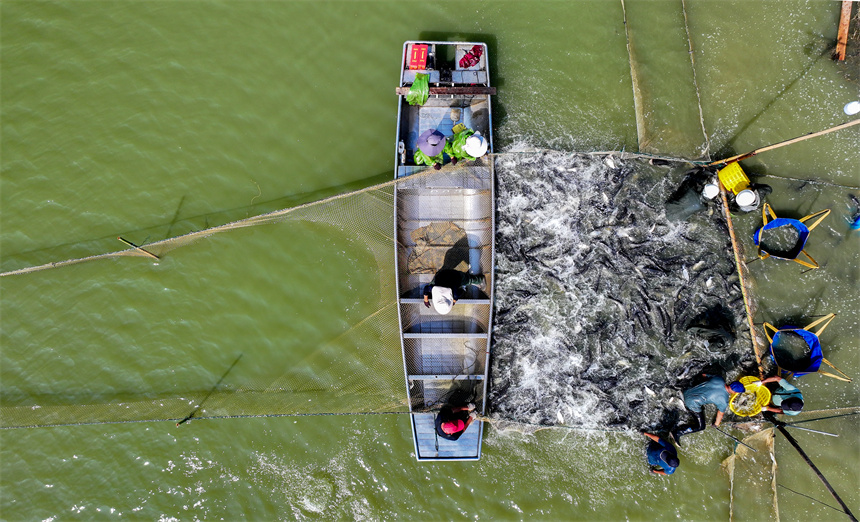 漁民們趁著晴好天氣開啟秋捕作業。潘成攝