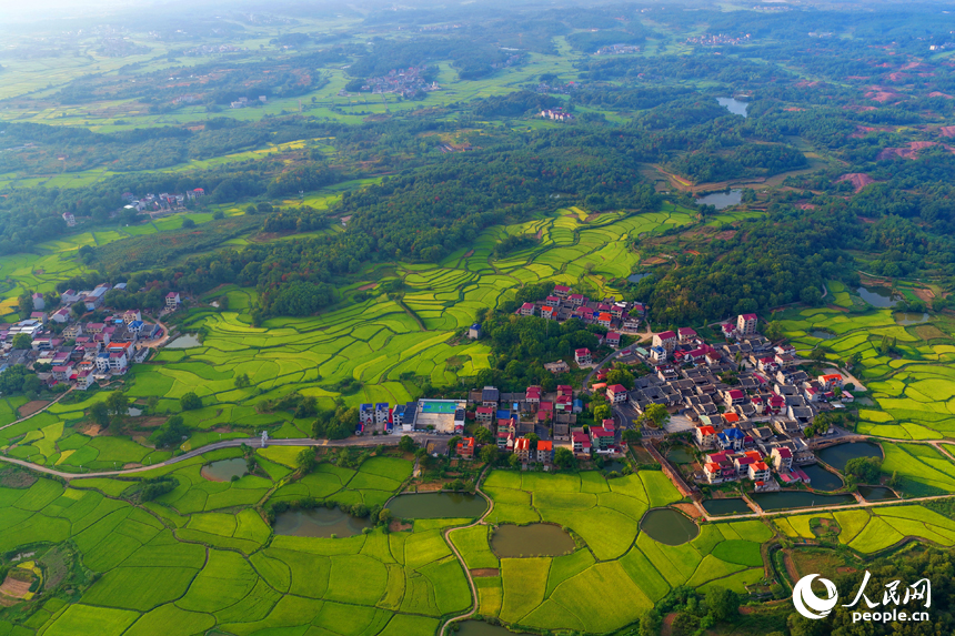 金黃的稻谷鋪滿鄉村田野，與鱗次櫛比的房屋和蜿蜒的公路相映成景，人民網 朱海鵬攝