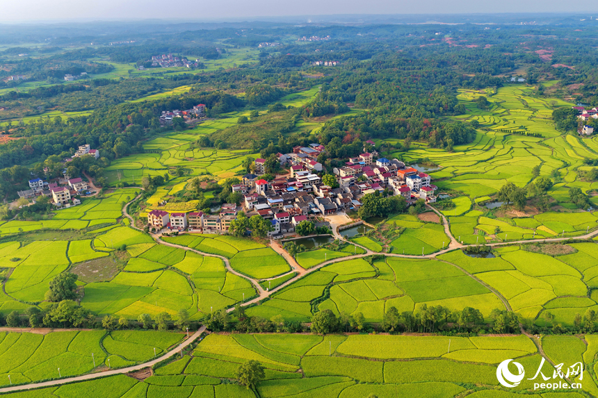 金黃的稻谷鋪滿鄉村田野，與鱗次櫛比的房屋和蜿蜒的公路相映成景，人民網 朱海鵬攝