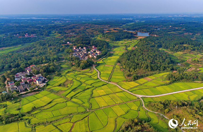 金黃的稻谷鋪滿鄉村田野，與鱗次櫛比的房屋和蜿蜒的公路相映成景，人民網 朱海鵬攝