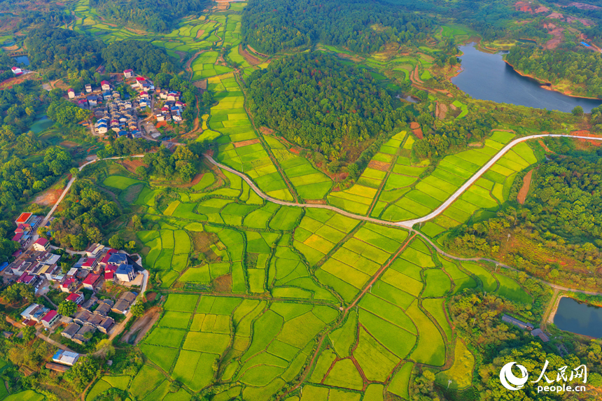 金黃的稻谷鋪滿鄉村田野，與鱗次櫛比的房屋和蜿蜒的公路相映成景，人民網 朱海鵬攝