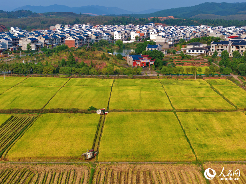 吉水縣水田鄉水田村，村民駕駛收割機在高標準農田里收割晚稻。人民網 朱海鵬攝