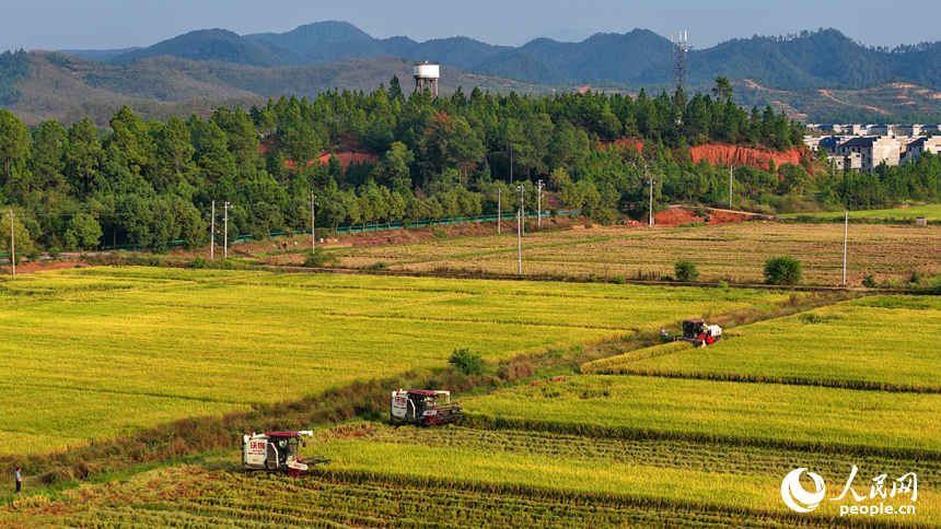 吉水縣水田鄉水田村，村民駕駛收割機在高標準農田里收割晚稻。人民網 朱海鵬攝
