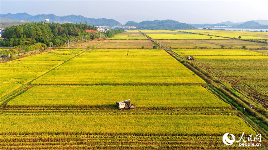 吉安市吉水縣水田鄉，村民駕駛的收割機穿梭在稻浪中，晚稻收獲繁忙有序。人民網 朱海鵬攝