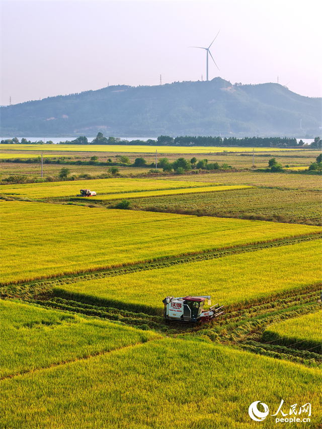 吉安市吉水縣水田鄉，村民駕駛的收割機穿梭在稻浪中，晚稻收獲繁忙有序。人民網 朱海鵬攝