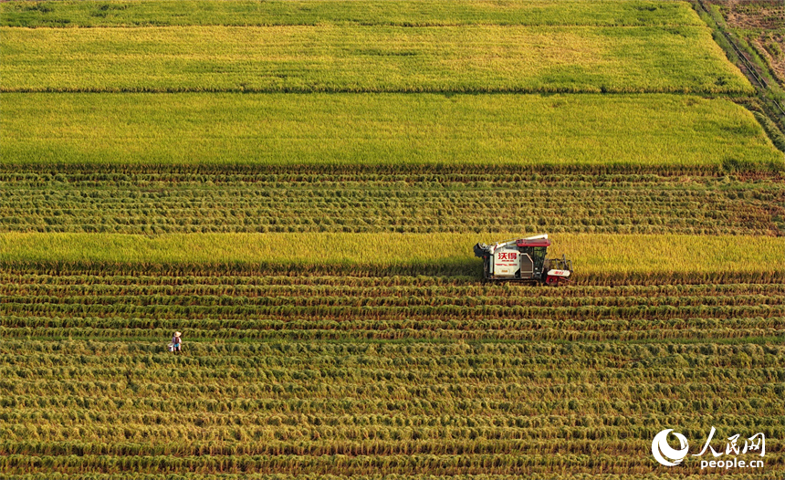 吉安市吉水縣水田鄉，村民駕駛的收割機穿梭在稻浪中，晚稻收獲繁忙有序。人民網 朱海鵬攝