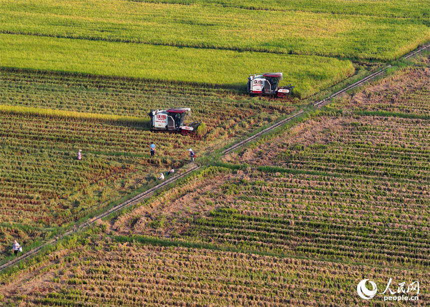 吉安市吉水縣水田鄉，村民駕駛的收割機穿梭在稻浪中，晚稻收獲繁忙有序。人民網 朱海鵬攝