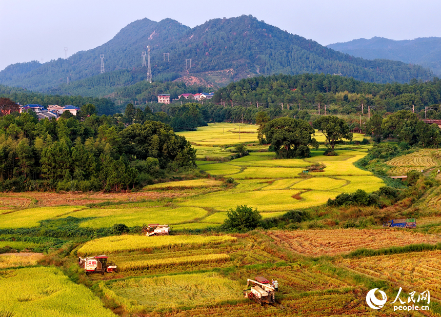 金色稻田、錯落村舍、連綿群山相映成趣，構成一幅秋收時節獨特的“豐”景畫卷。人民網 朱海鵬攝