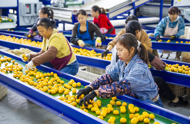 工人正在分選包裝出口國外的南豐蜜橘。