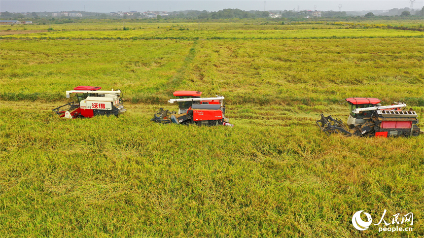 九江市彭澤縣芙蓉農場，數臺收割機正開足馬力來回收割稻谷。人民網 朱海鵬攝