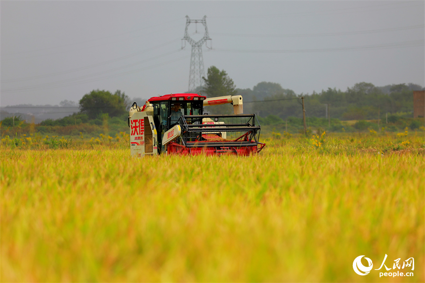 九江市彭澤縣芙蓉農場，數臺收割機正開足馬力來回收割稻谷。人民網 朱海鵬攝