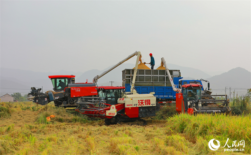 九江市彭澤縣芙蓉農場，數臺收割機正開足馬力來回收割稻谷。人民網 朱海鵬攝
