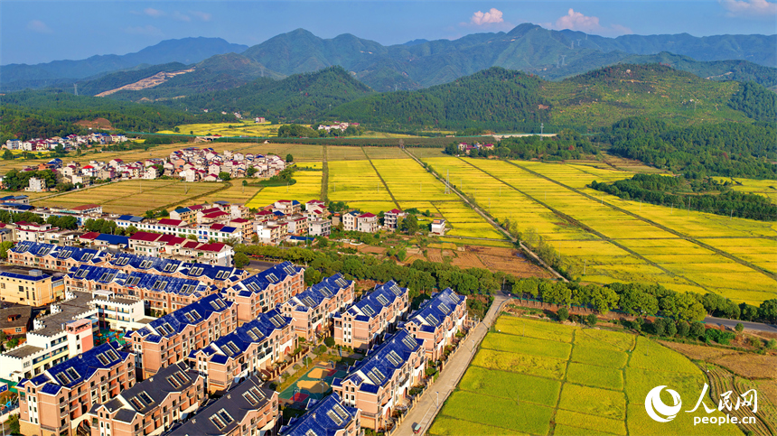 吉安市吉水縣醪橋鎮，高標準農田里稻谷金黃，與山丘、民居相映成景，秋色斑斕。人民網 朱海鵬攝