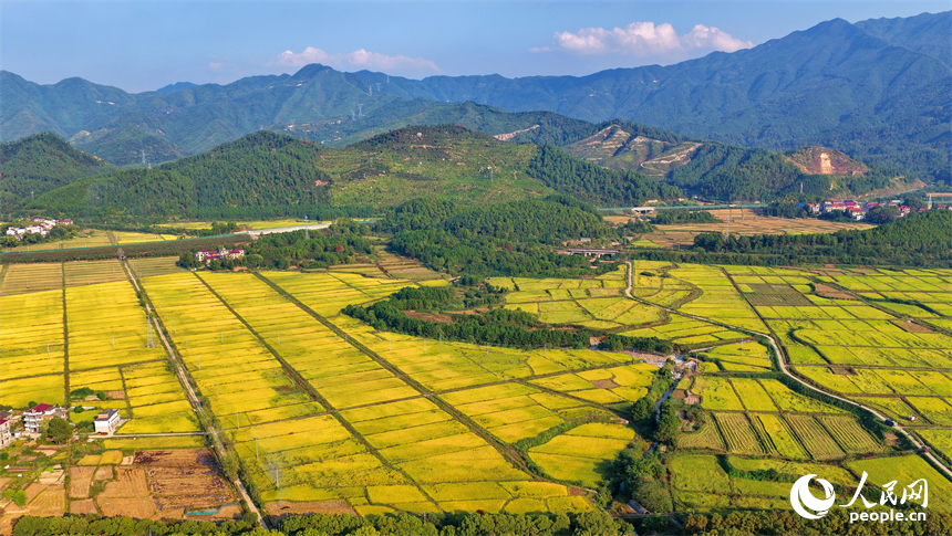 吉安市吉水縣醪橋鎮，高標準農田里稻谷金黃，與山丘、民居相映成景，秋色斑斕。人民網 朱海鵬攝