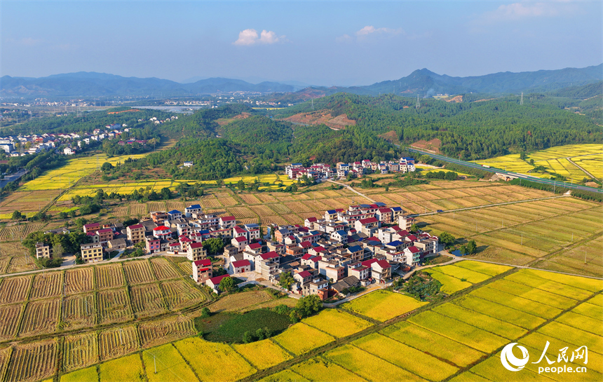 吉安市吉水縣醪橋鎮，高標準農田里稻谷金黃，與山丘、民居相映成景，秋色斑斕。人民網 朱海鵬攝