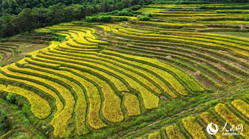 贛州市大余縣河洞鄉長嶺村的高山梯田阡陌縱橫，晚稻金黃。人民網 朱海鵬攝
