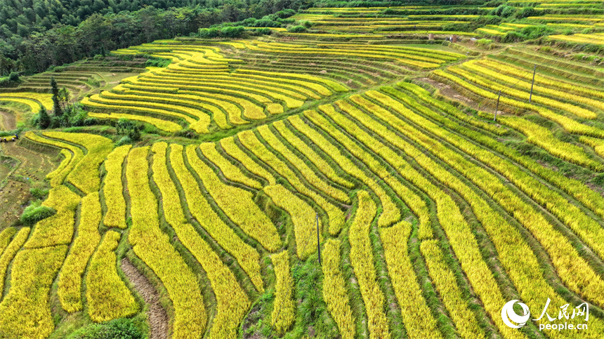 贛州市大余縣河洞鄉長嶺村的高山梯田阡陌縱橫，晚稻金黃。人民網 朱海鵬攝