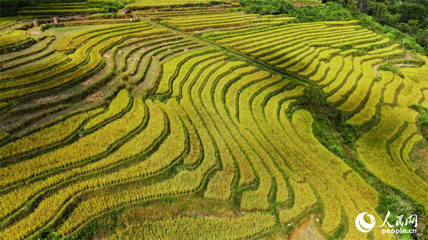 贛州市大余縣河洞鄉長嶺村的高山梯田阡陌縱橫，晚稻金黃。人民網 朱海鵬攝