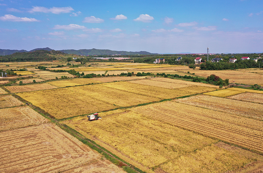 農民駕駛農機收割晚稻。