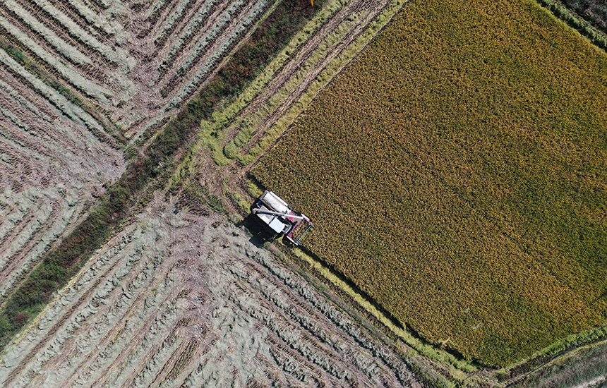 農民駕駛農機收割晚稻。