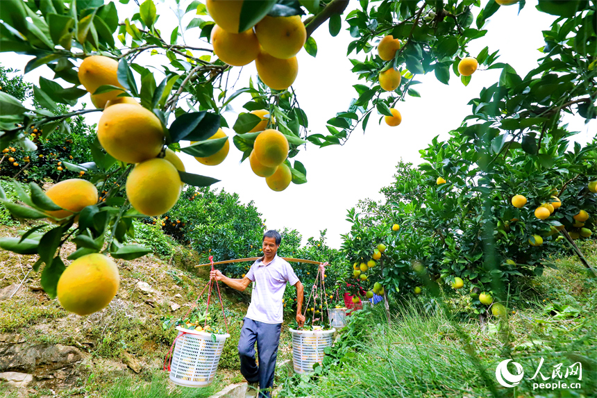 贛州市大余縣池江鎮長江村臍橙種植基地，果農在采摘贛南臍橙。人民網 朱海鵬攝